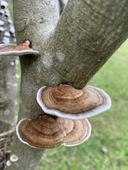 Polyporus