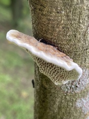 Polyporus