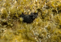 Dendrodoris arborescens