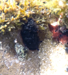 Dendrodoris arborescens