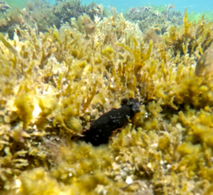 Dendrodoris arborescens