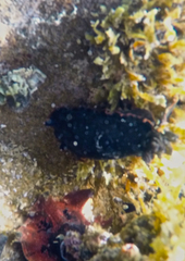 Dendrodoris arborescens