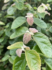 Viburnum luzonicum