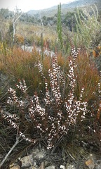 Cyanothamnus rigens