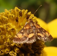 Pyrausta orphisalis