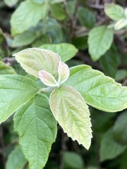 Viburnum luzonicum