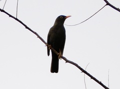 Turdus chiguanco