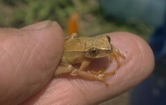 Dendropsophus microcephalus