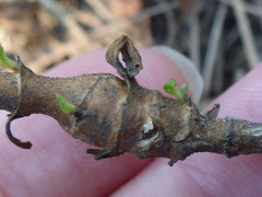 Neolasioptera mimuli