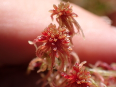Sphagnum capillifolium