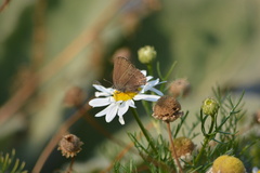 Satyrium saepium