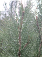 Pinus taeda