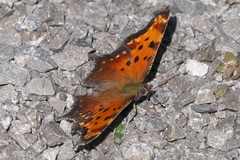 Polygonia progne