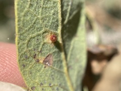 Neuroterus saltatorius