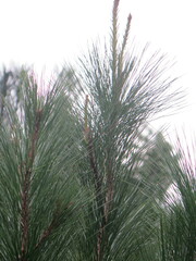 Pinus taeda