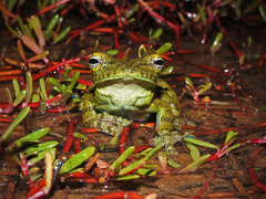 Itapotihyla langsdorffii