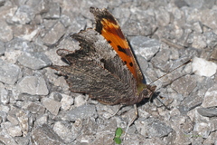 Polygonia progne