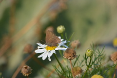 Satyrium saepium