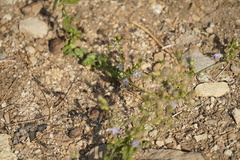 Campanula prenanthoides