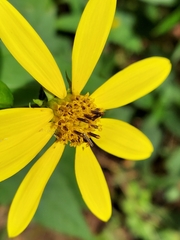 Helianthus