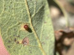 Neuroterus saltatorius