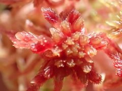 Sphagnum capillifolium
