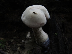 Laccaria ochropurpurea