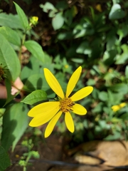 Helianthus