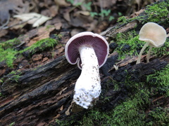 Laccaria ochropurpurea