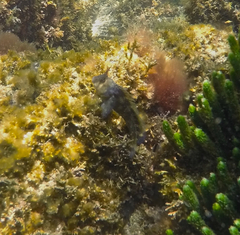 Parablennius tasmanianus