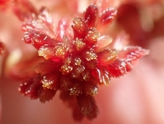 Sphagnum capillifolium