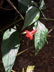 Ruellia brevifolia