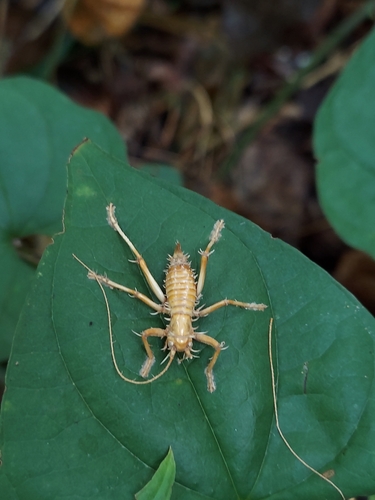Carolina Leafroller Cricket photo 4