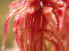 Sphagnum capillifolium