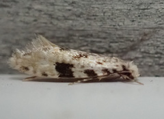 Nemapogon auropulvella