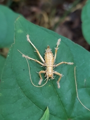 Camptonotus carolinensis