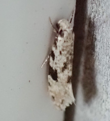 Nemapogon auropulvella