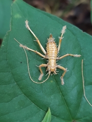 Camptonotus carolinensis