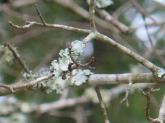 Parmotrema hypotropum