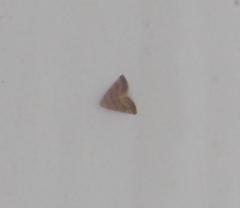 Erebidae