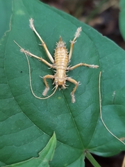 Camptonotus carolinensis