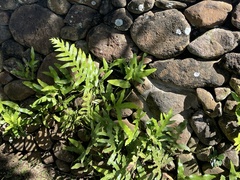 Microsorum scolopendria