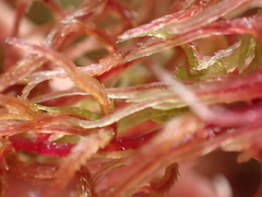 Sphagnum capillifolium