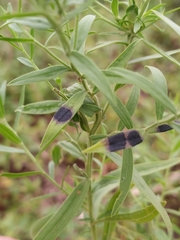 Asteromyia euthamiae