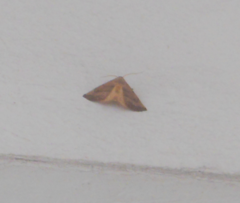 Erebidae