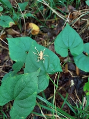 Camptonotus carolinensis