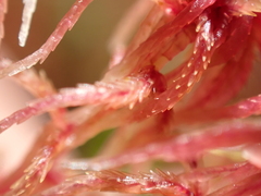 Sphagnum capillifolium