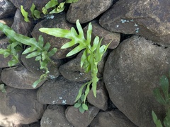 Microsorum scolopendria