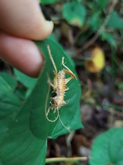 Camptonotus carolinensis