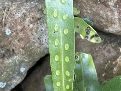 Microsorum scolopendria